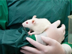 FDA không còn yêu cầu thử nghiệm các loại thuốc mới trên động vật
